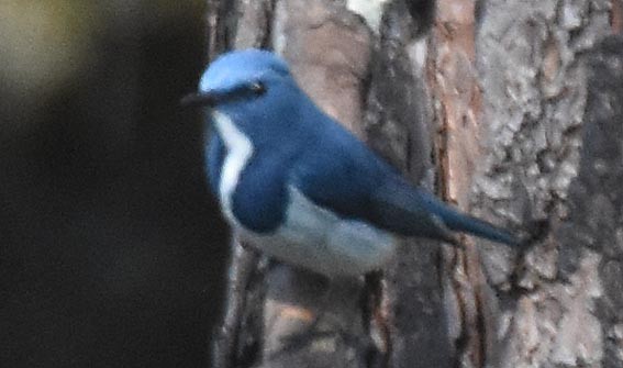 Ultramarine Flycatcher - ML643336697