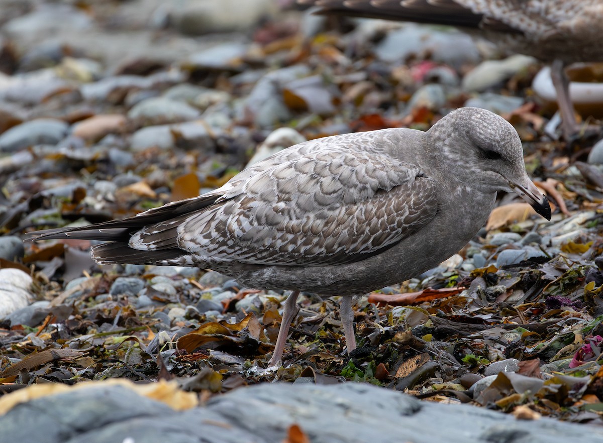 California Gull - ML643336700