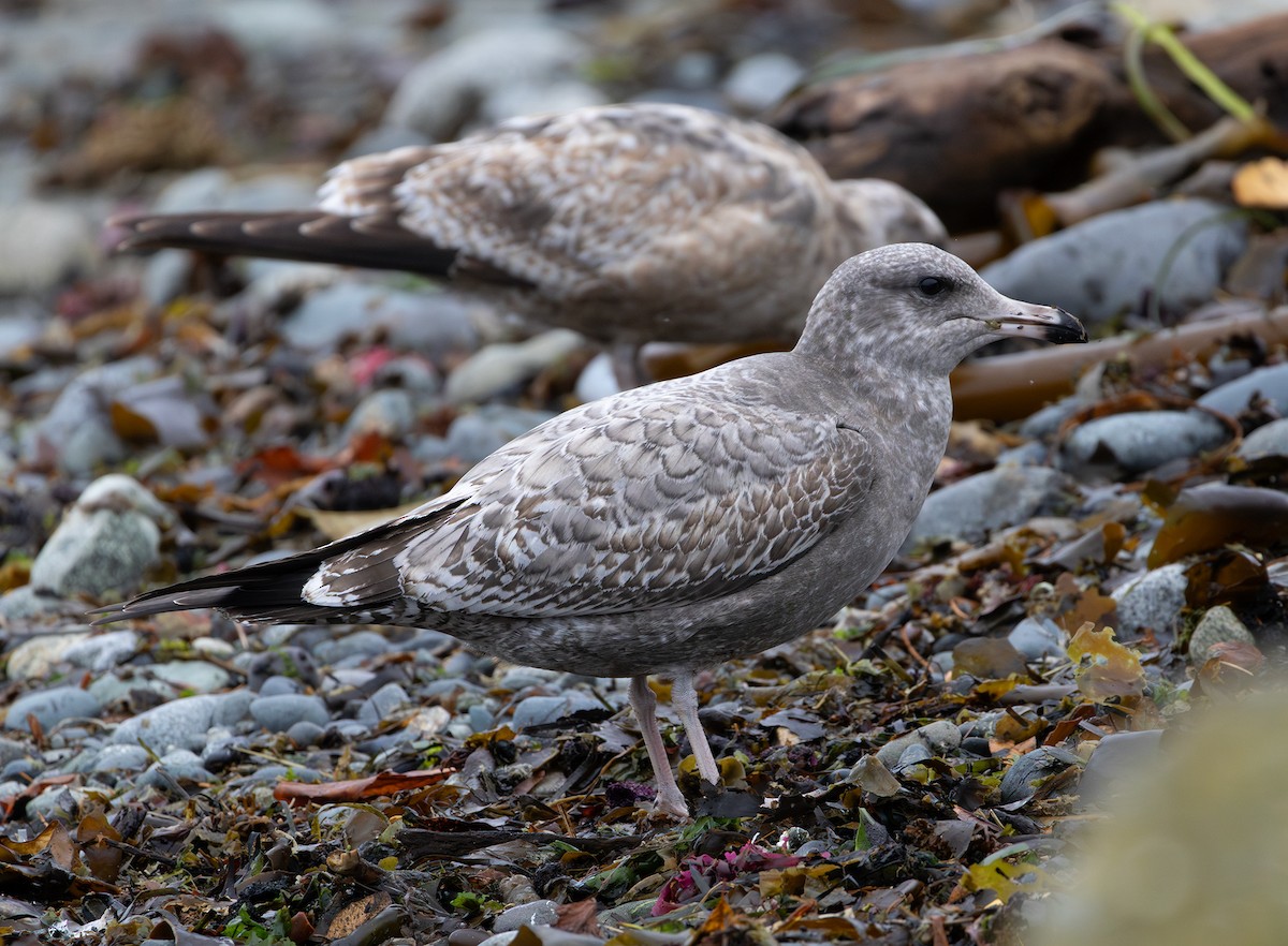 California Gull - ML643336701