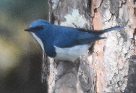 Ultramarine Flycatcher - ML643336706
