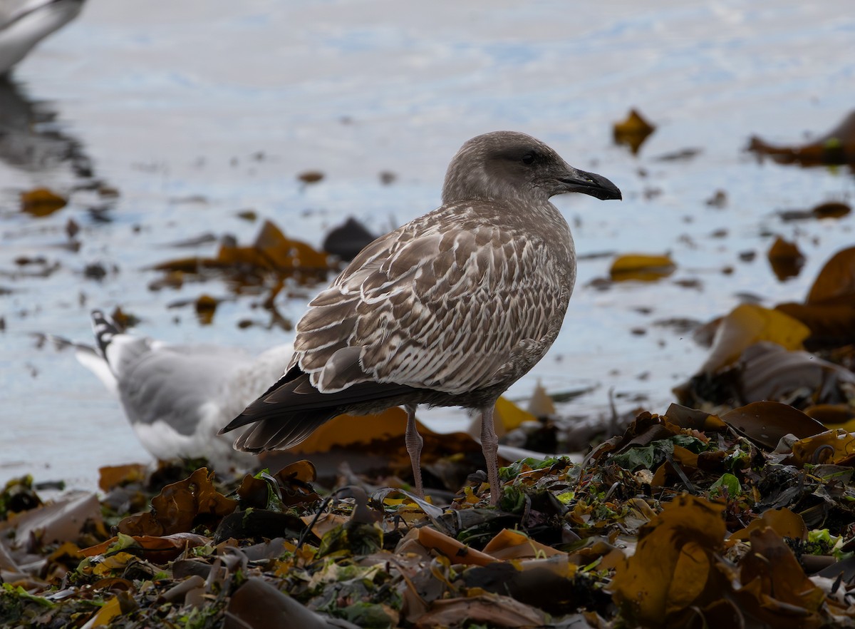 Western Gull - ML643336710