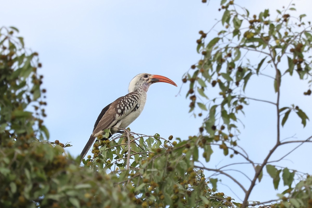 Northern Red-billed Hornbill - ML643336711
