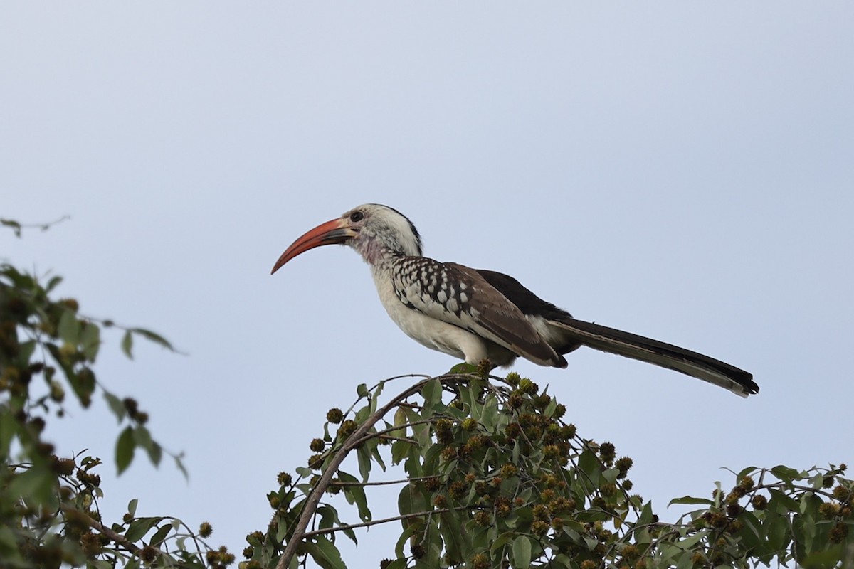 Northern Red-billed Hornbill - ML643336712