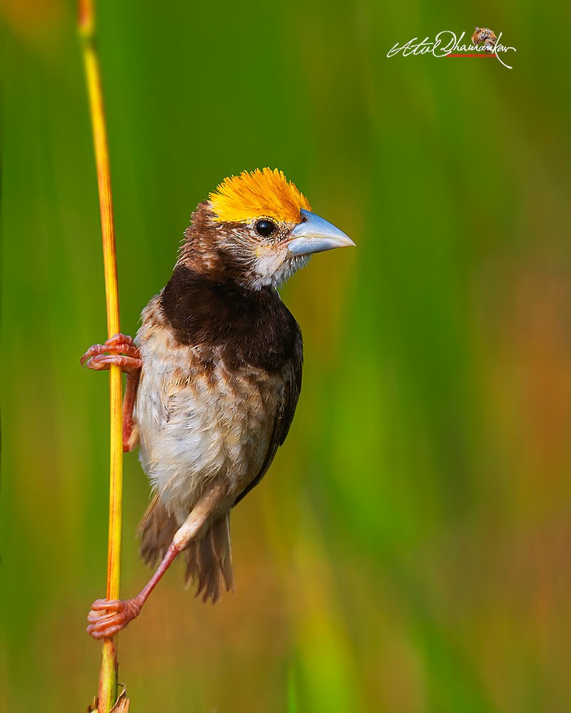 Black-breasted Weaver - ML643336713