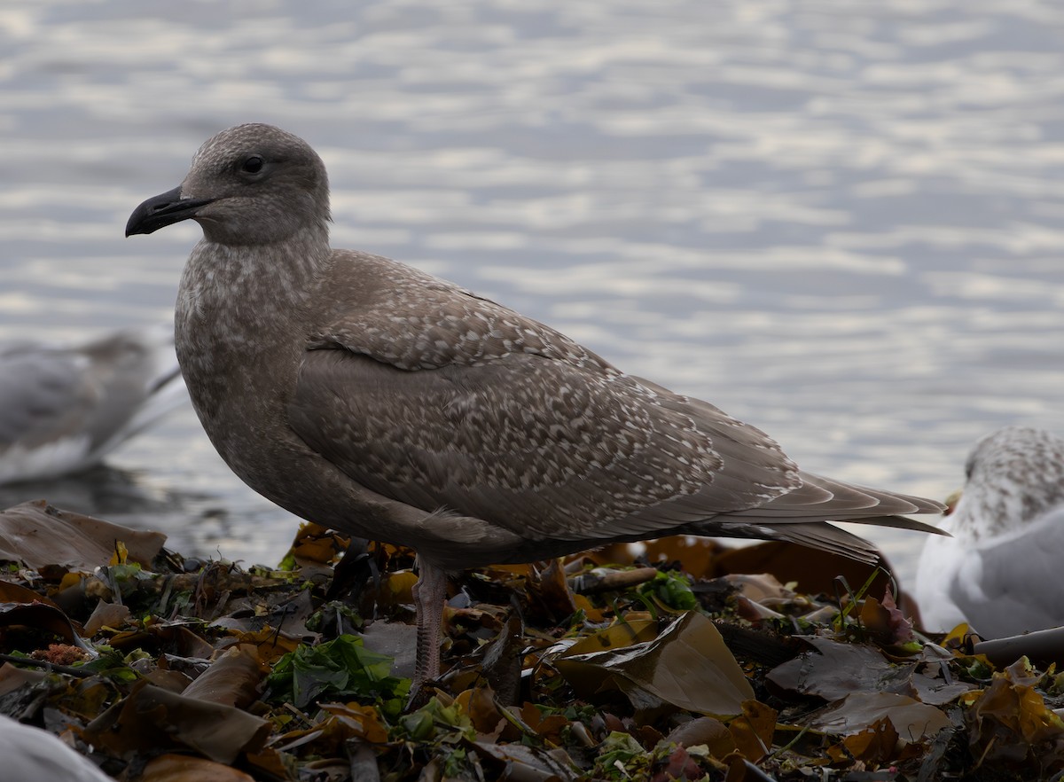 Glaucous-winged Gull - ML643336714