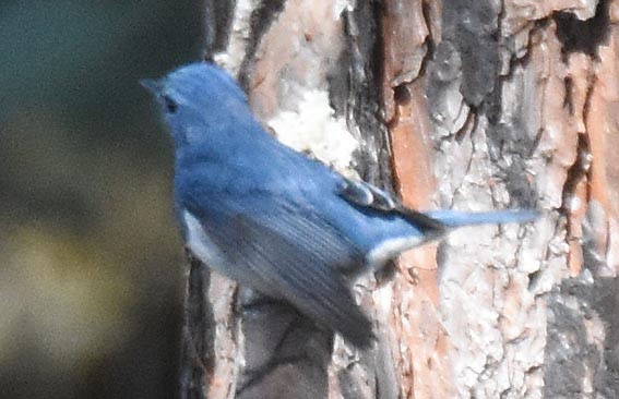 Ultramarine Flycatcher - ML643336718