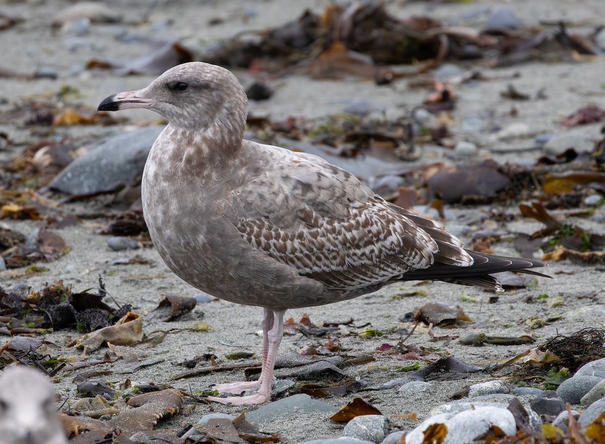 California Gull - ML643336721