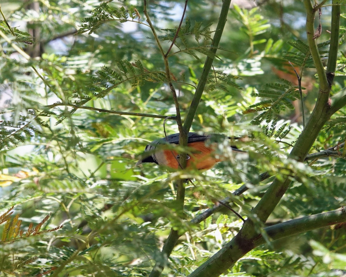Black-faced Monarch - ML643336722