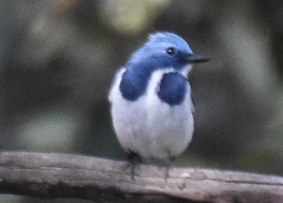 Ultramarine Flycatcher - ML643336723