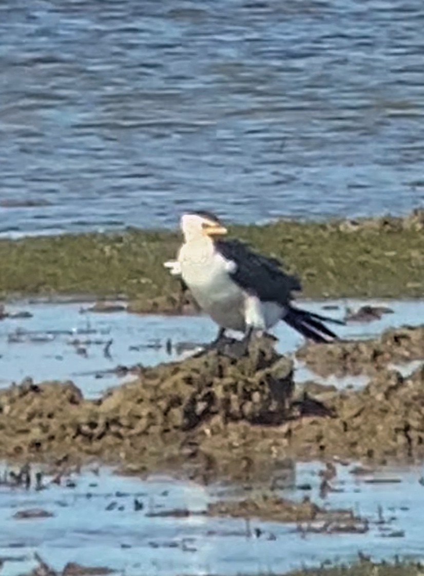 Little Pied Cormorant - ML643336725