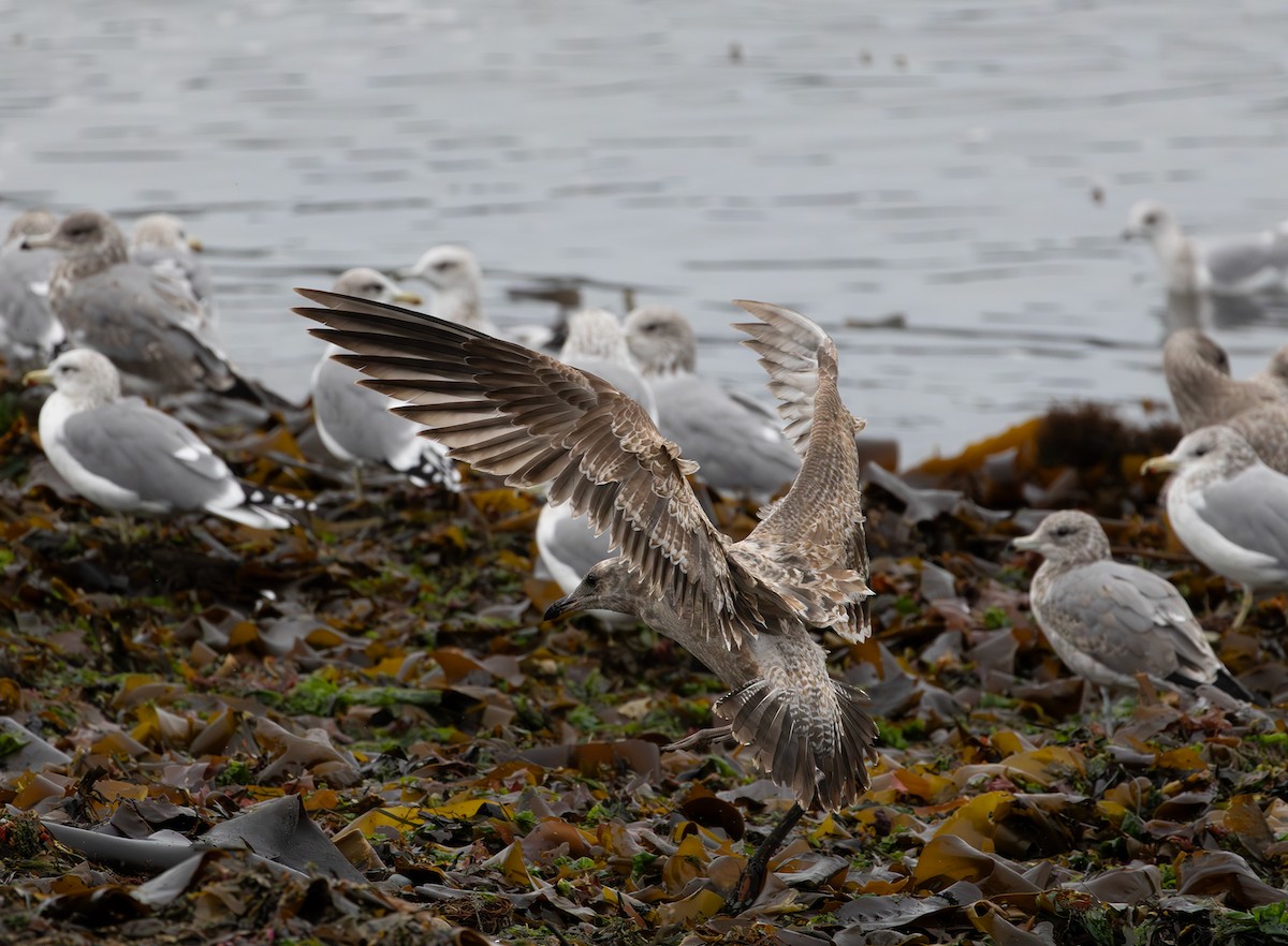 California Gull - ML643336728