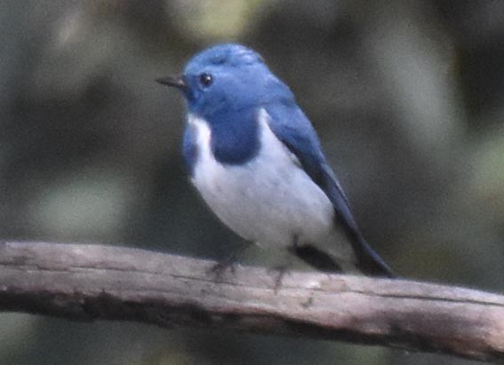 Ultramarine Flycatcher - ML643336731