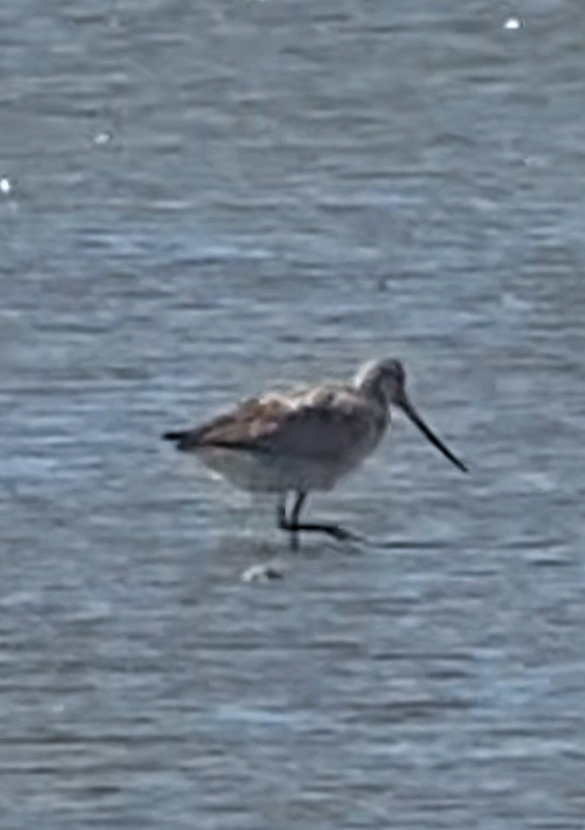 Bar-tailed Godwit - ML643336735