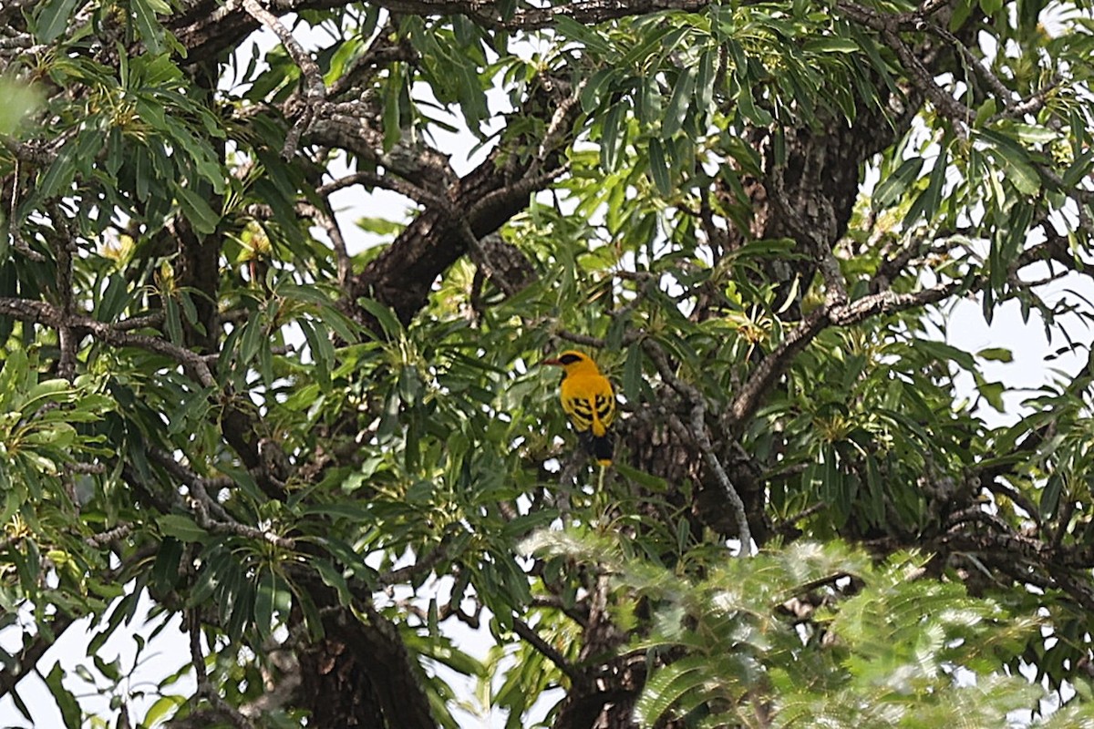 African Golden Oriole - ML643336744