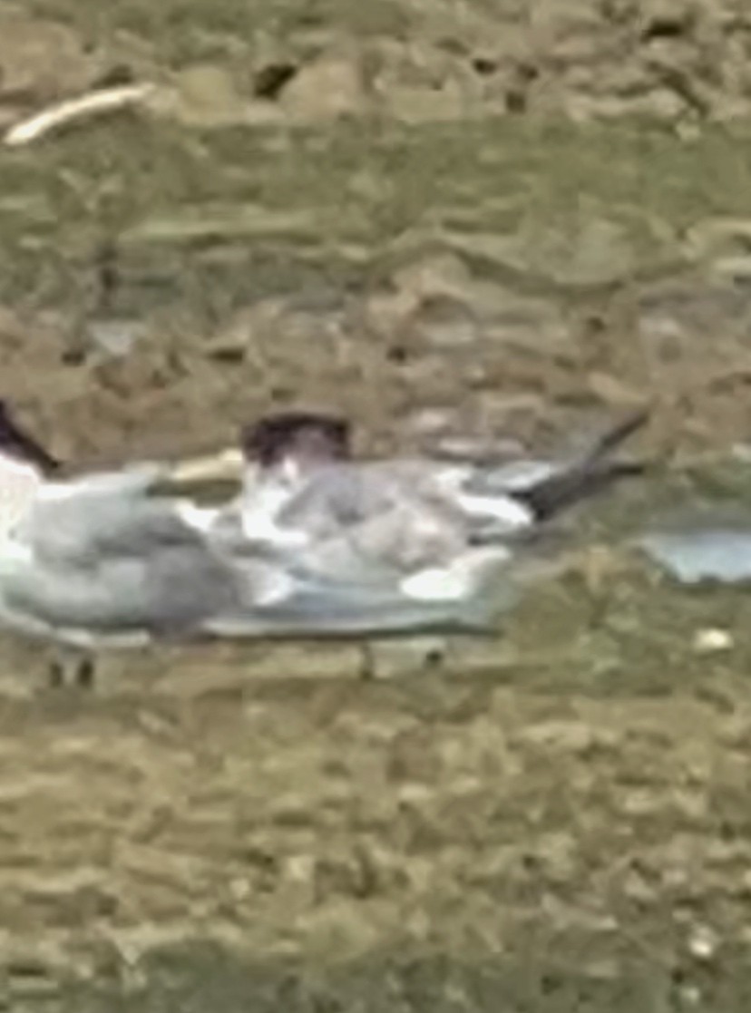 Australian Tern - ML643336746