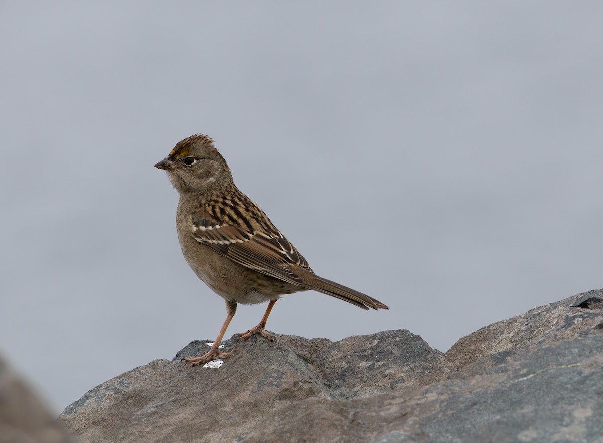 Golden-crowned Sparrow - ML643336752