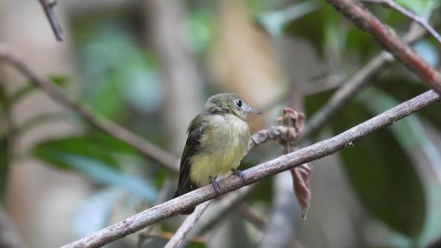 Whiskered Flycatcher (Whiskered) - ML643336756