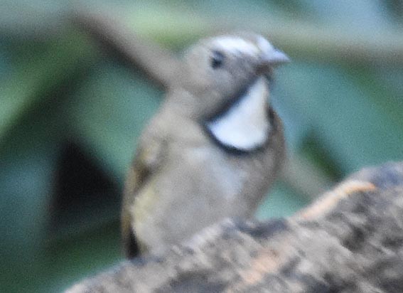 White-gorgeted Flycatcher - ML643336764