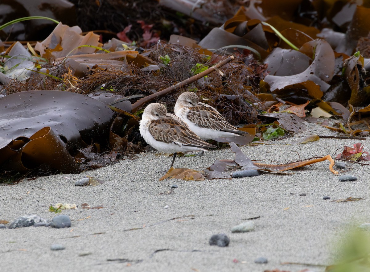 Western Sandpiper - ML643336777