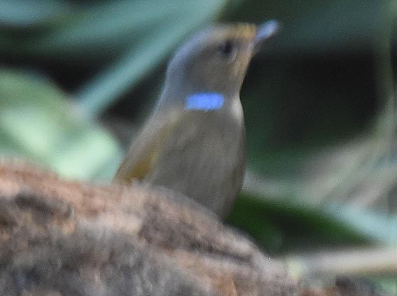 Large Niltava - ML643336778