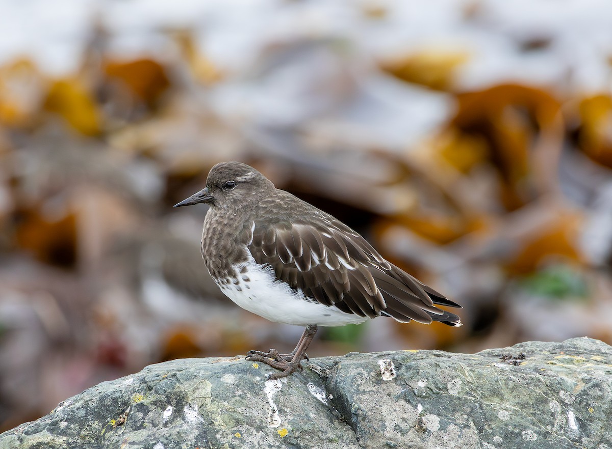 Black Turnstone - ML643336791