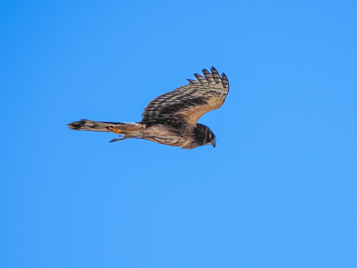 Northern Harrier - ML643336793