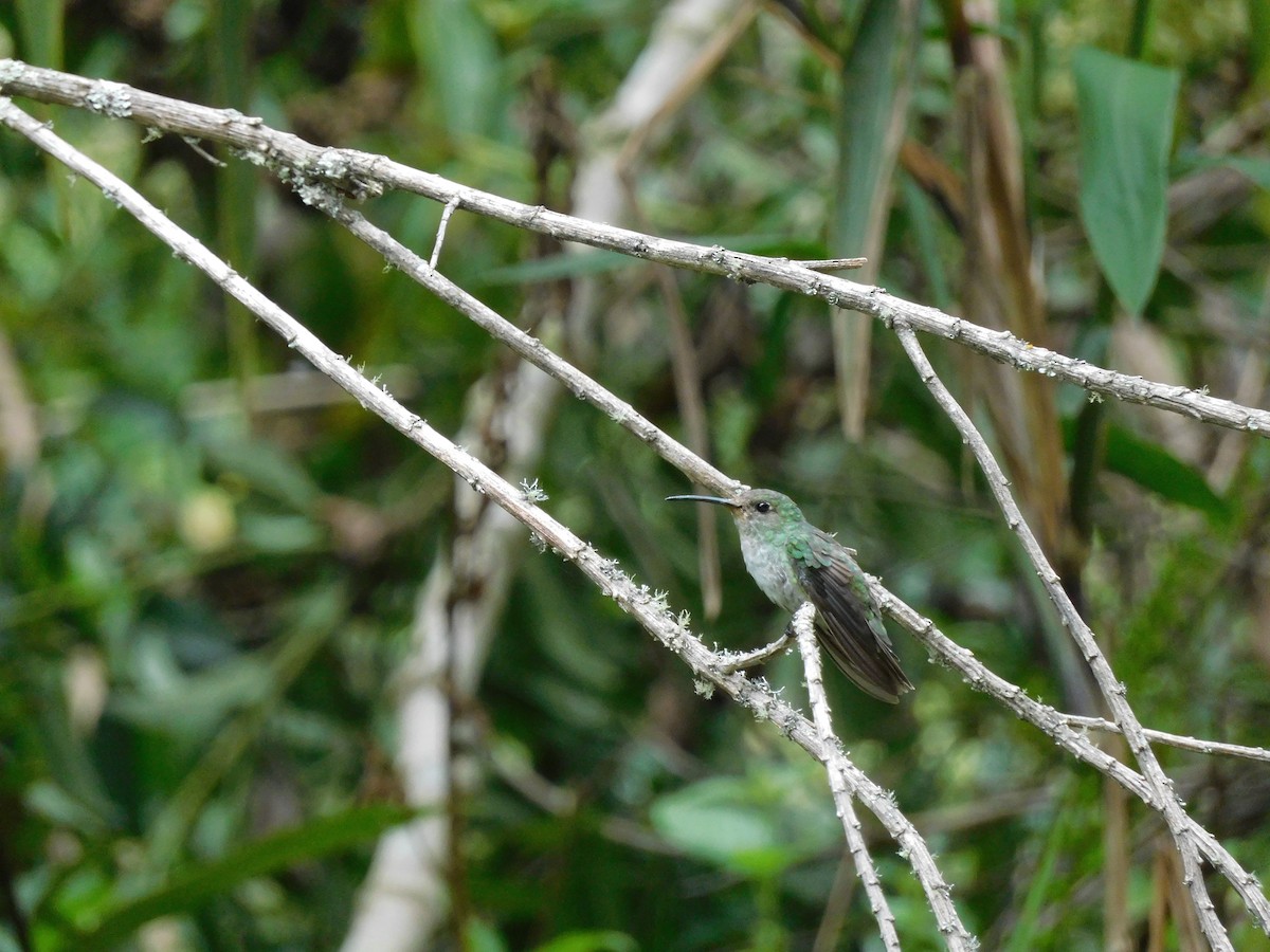 Green-and-white Hummingbird - ML643336794