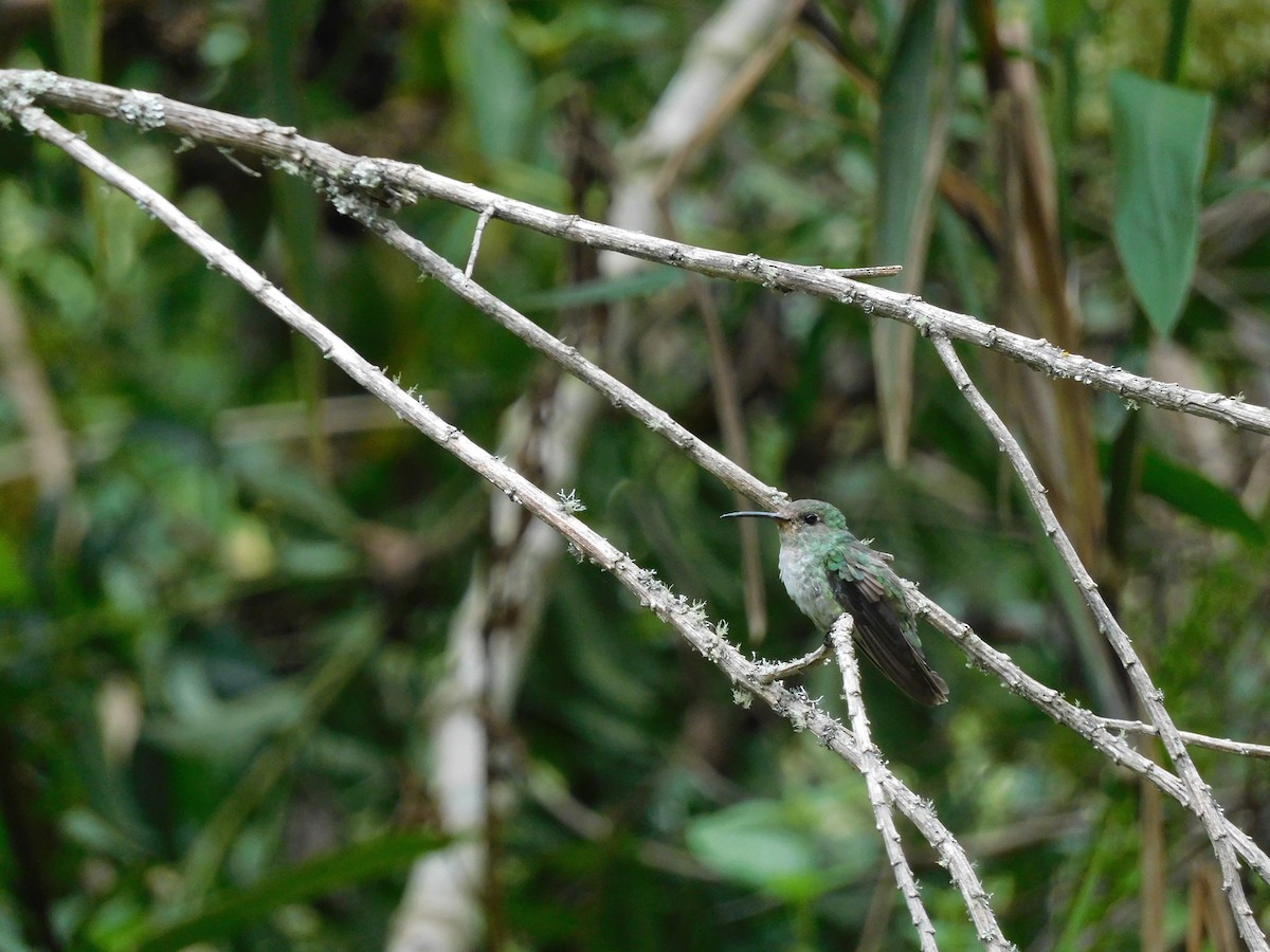 Green-and-white Hummingbird - ML643336795