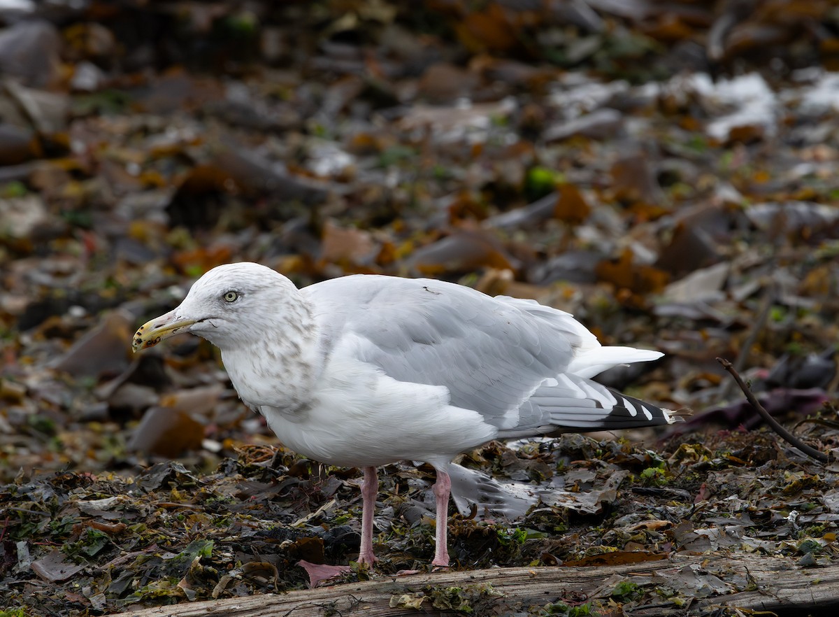 American Herring Gull - ML643336797