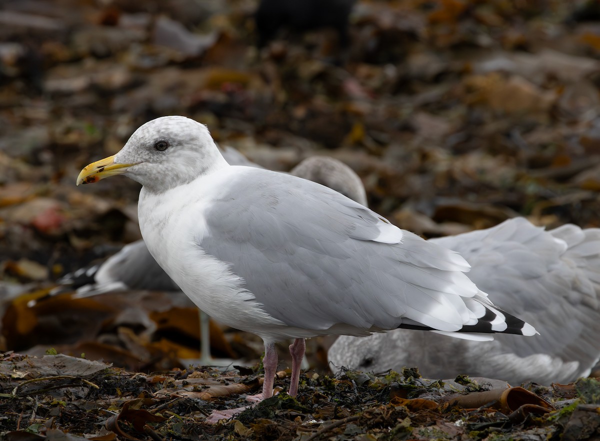 Iceland Gull (Thayer's) - ML643336799