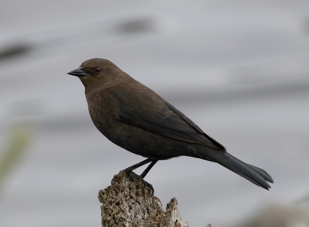 Brewer's Blackbird - ML643336807