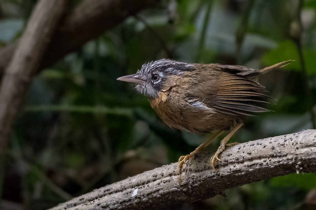 Gray-throated Babbler - ML643336808