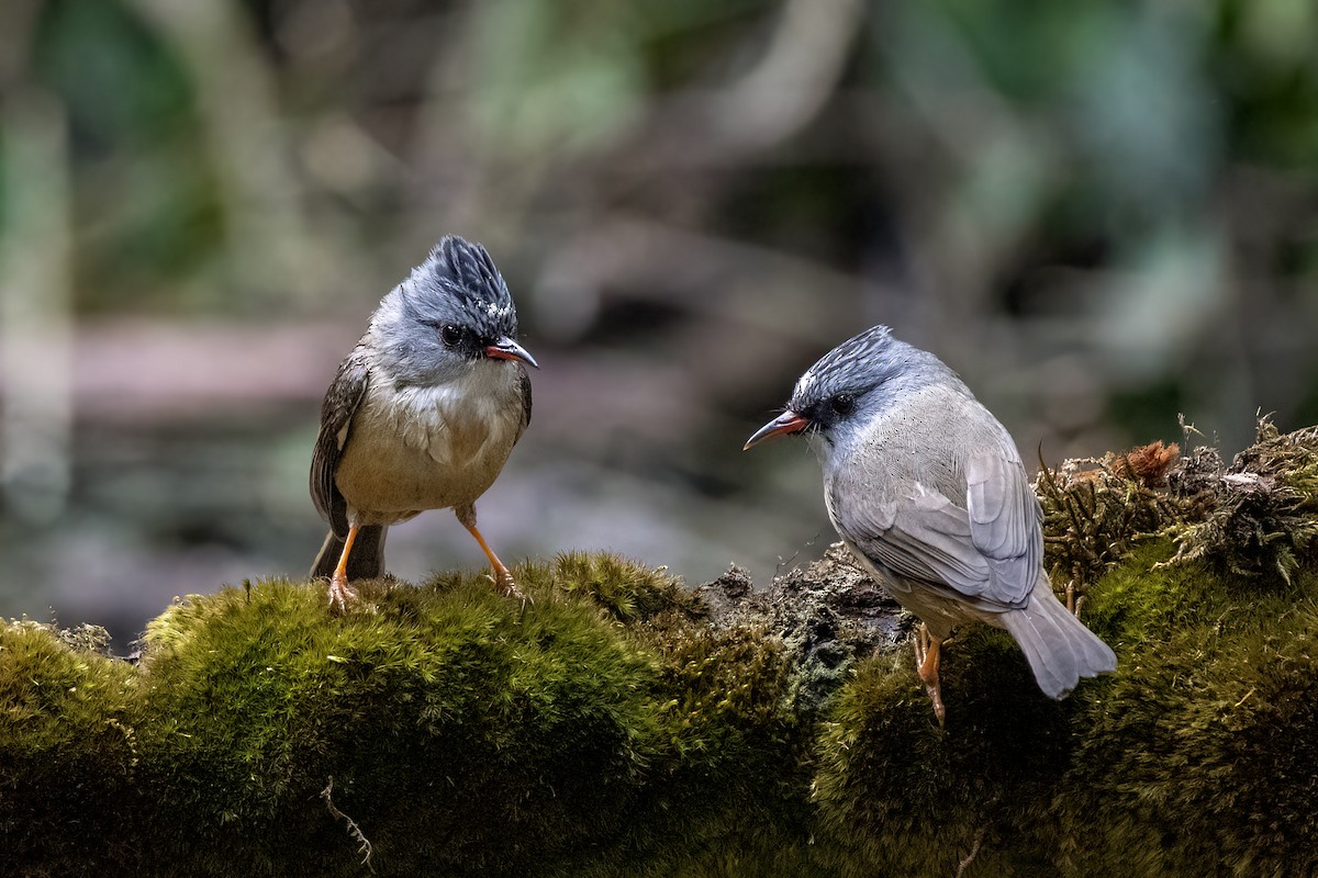 Black-chinned Yuhina - ML643336810