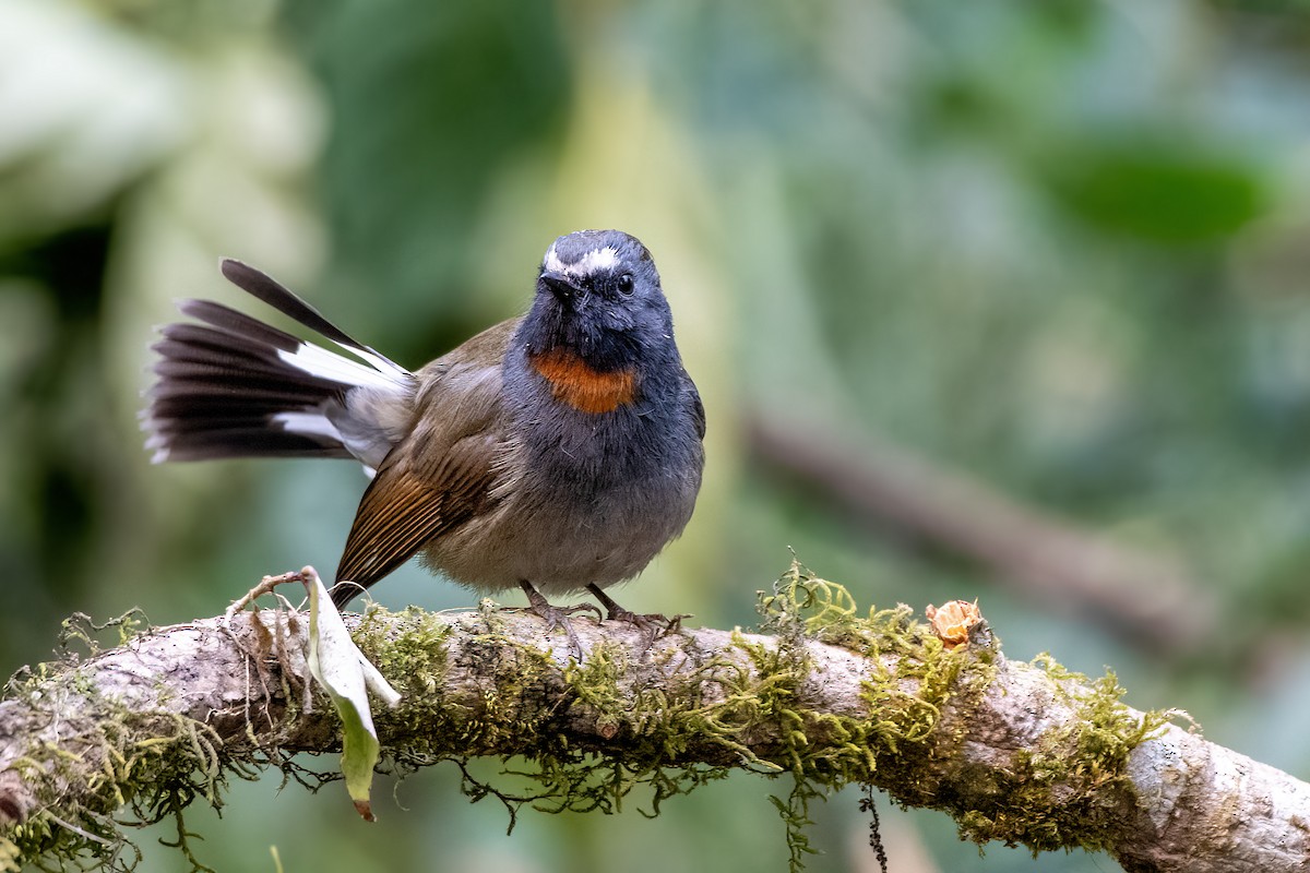 Rufous-gorgeted Flycatcher - ML643336814