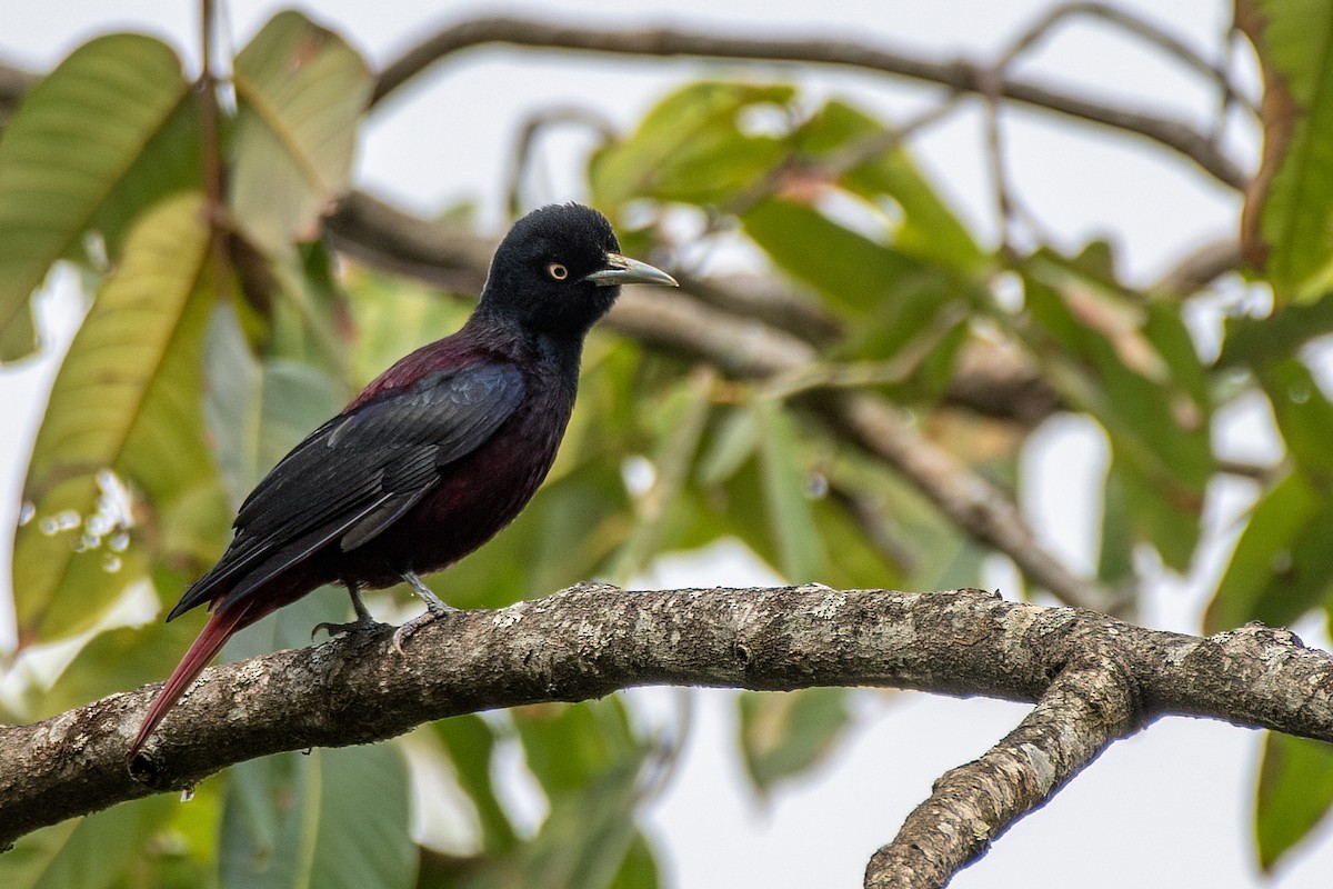 Maroon Oriole - ML643336825