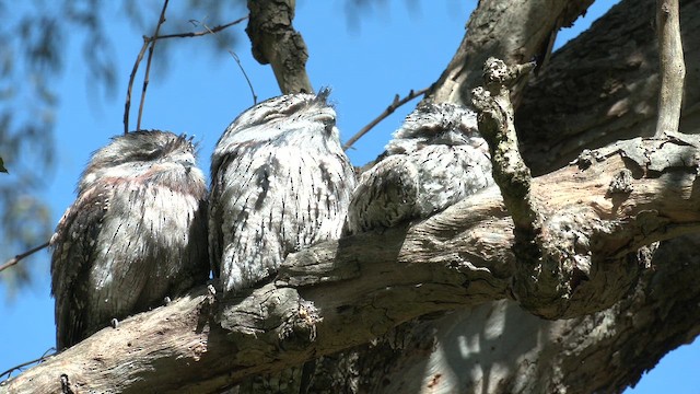 Tawny Frogmouth - ML643336830