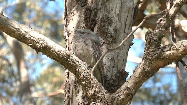 Tawny Frogmouth - ML643336839