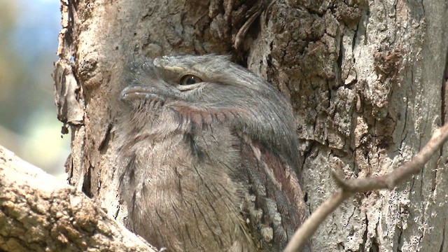 Tawny Frogmouth - ML643336840