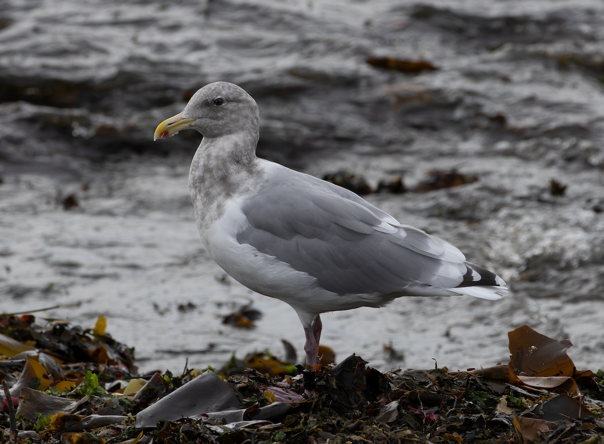 Western x Glaucous-winged Gull (hybrid) - ML643336841