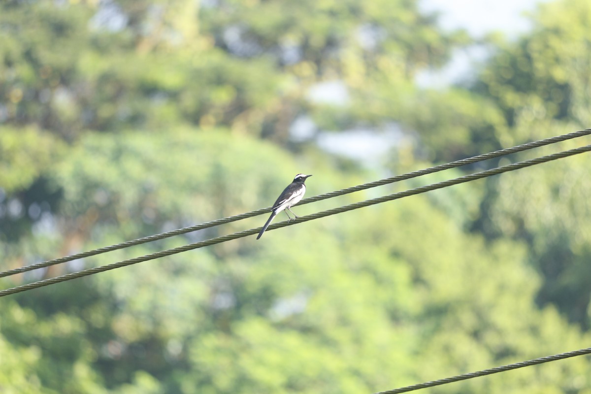 White-browed Wagtail - ML643336847