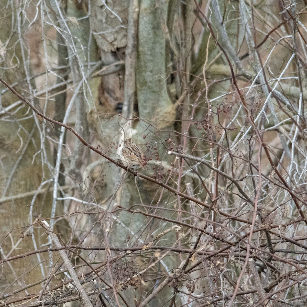 strnadec zpěvný - ML643336848