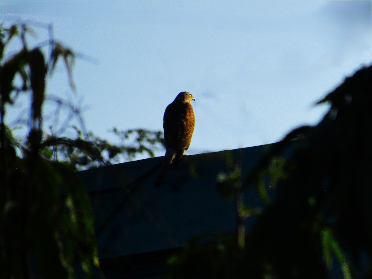 Shikra - ML643336849