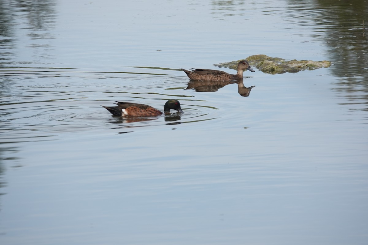 Chestnut Teal - ML643336850