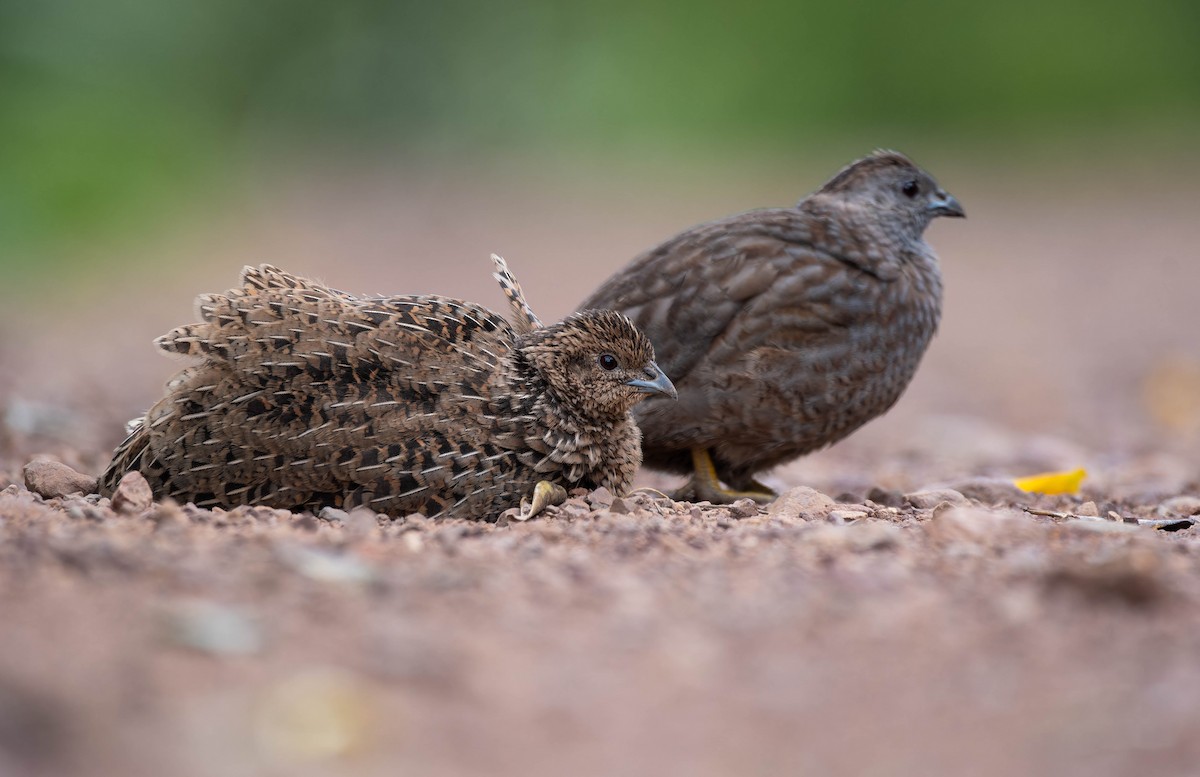 Brown Quail - ML643336851