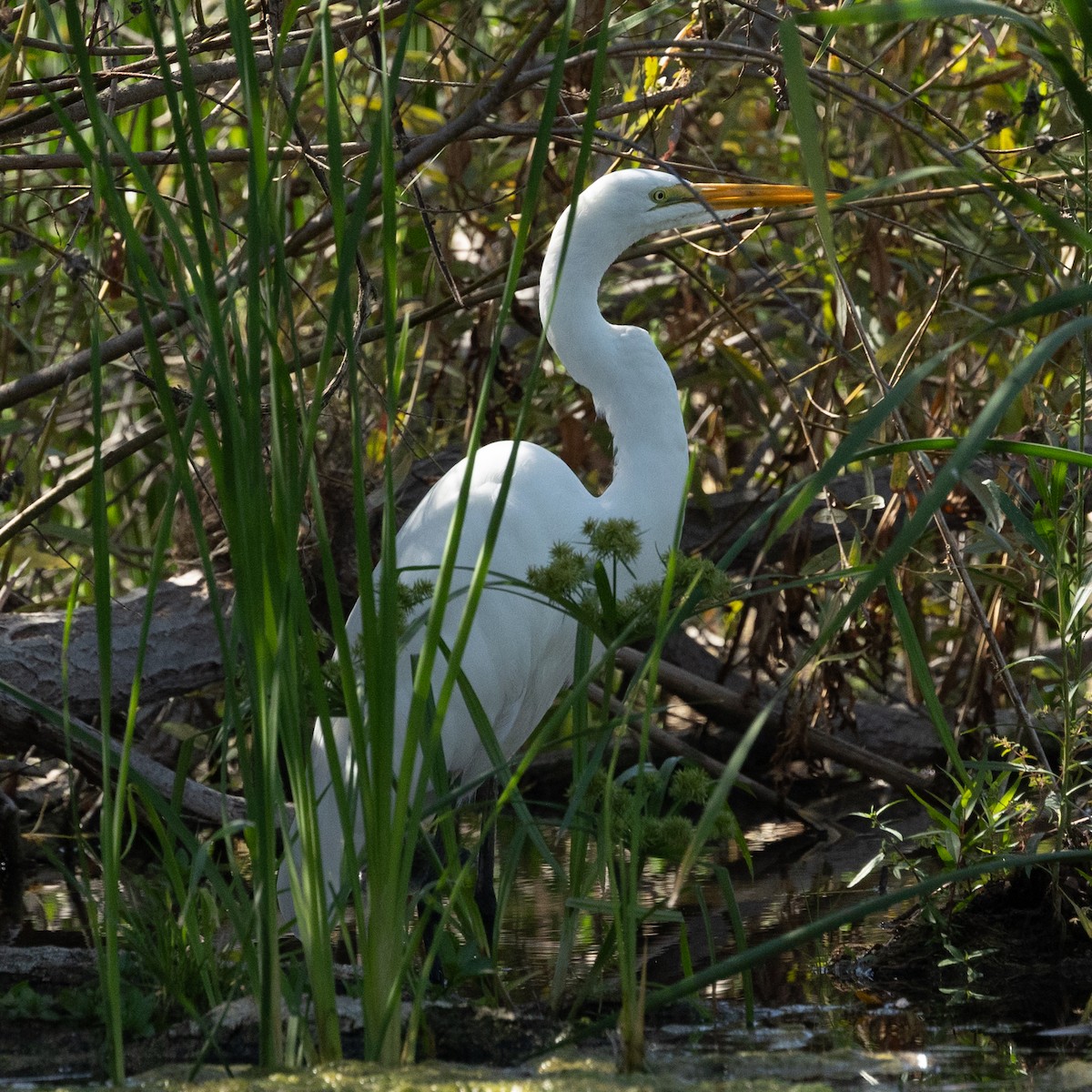 ダイサギ - ML643336855