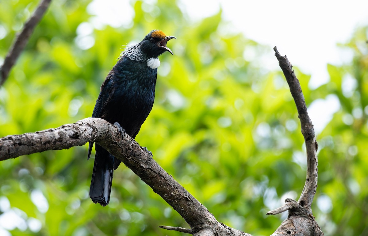 Tui - ML643336863