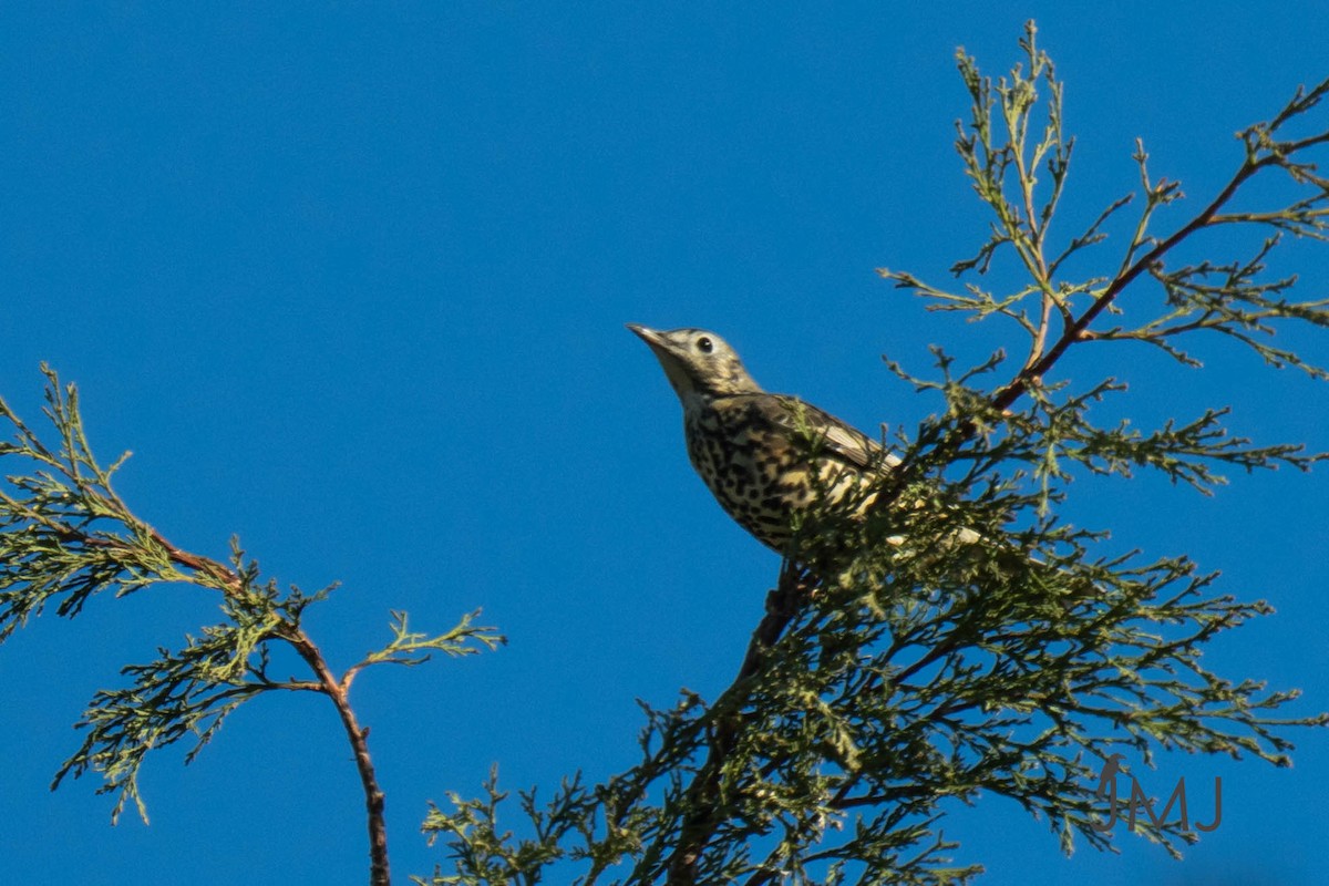 drozd brávník - ML643336866