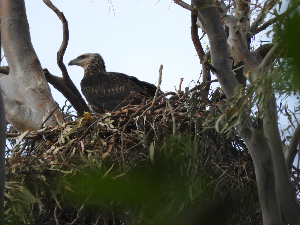 White-bellied Sea-Eagle - ML643336876