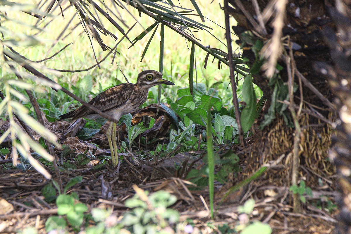 Indian Thick-knee - ML643336877