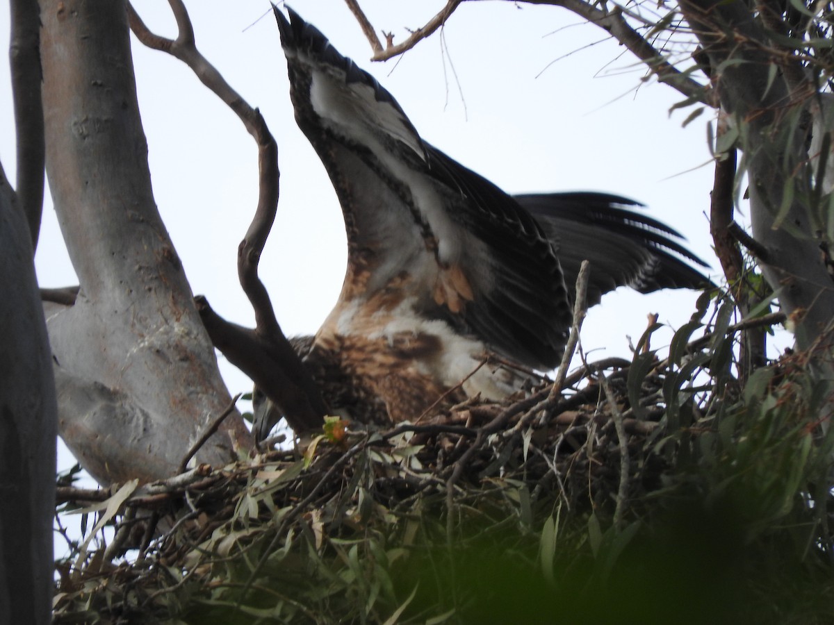 White-bellied Sea-Eagle - ML643336883